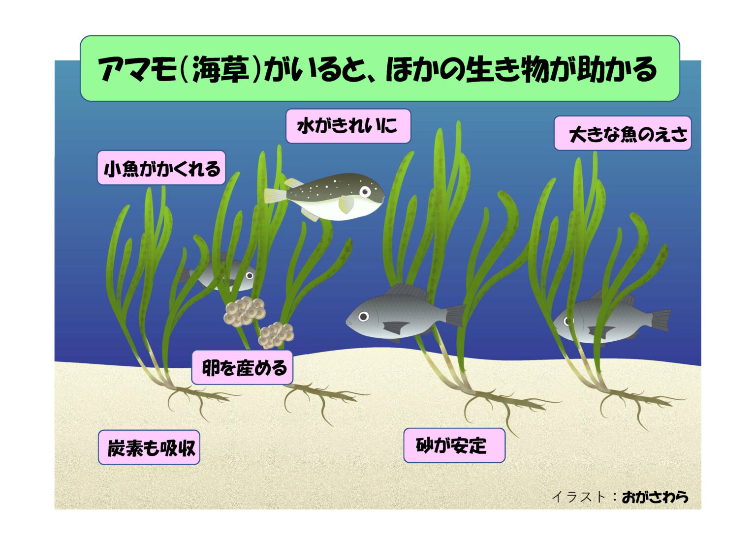 田中義幸教授(生命環境科学コース)が海草の持つ機能・はたらきについて解説しました - 八戸工業大学